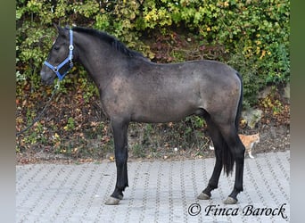Andalusier, Wallach, 3 Jahre, 154 cm, Rappe