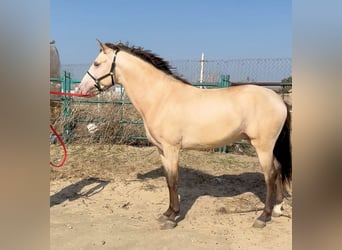 Andalusier, Wallach, 3 Jahre, 155 cm, Champagne