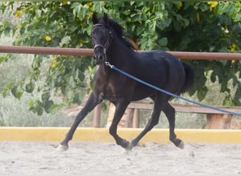 Andalusier, Wallach, 3 Jahre, 155 cm, Rappe