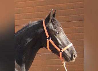 Andalusier, Wallach, 3 Jahre, 155 cm, Rappe