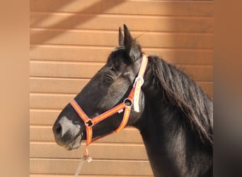 Andalusier, Wallach, 3 Jahre, 155 cm, Rappe
