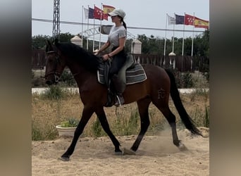 Andalusier, Wallach, 3 Jahre, 155 cm, Rotbrauner