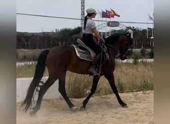 Andalusier, Wallach, 3 Jahre, 155 cm, Rotbrauner
