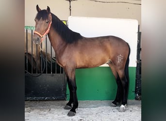 Andalusier, Wallach, 3 Jahre, 155 cm, Rotbrauner