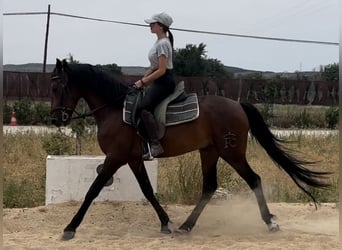 Andalusier, Wallach, 3 Jahre, 155 cm, Rotbrauner