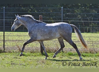 Andalusier, Wallach, 3 Jahre, 155 cm, Schimmel