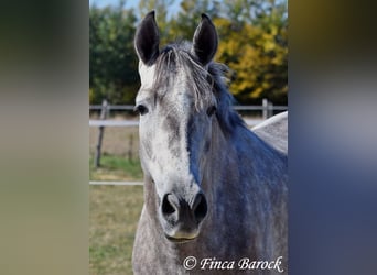 Andalusier, Wallach, 3 Jahre, 155 cm, Schimmel