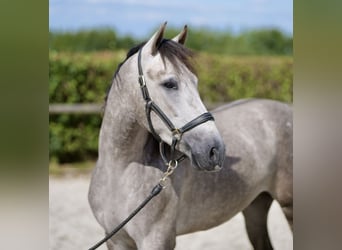 Andalusier, Wallach, 3 Jahre, 155 cm, Schimmel