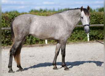 Andalusier, Wallach, 3 Jahre, 155 cm, Schimmel