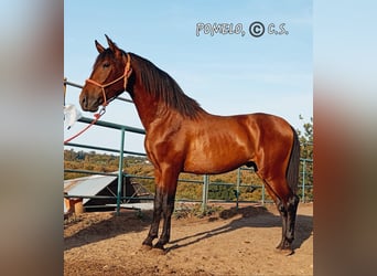 Andalusier, Wallach, 3 Jahre, 156 cm, Brauner