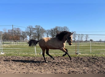 Andalusier, Wallach, 3 Jahre, 156 cm, Buckskin