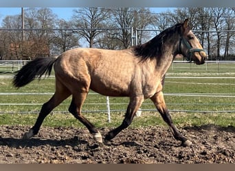 Andalusier, Wallach, 3 Jahre, 156 cm, Buckskin