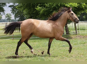 Andalusier, Wallach, 3 Jahre, 156 cm, Buckskin