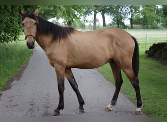 Andalusier, Wallach, 3 Jahre, 156 cm, Buckskin