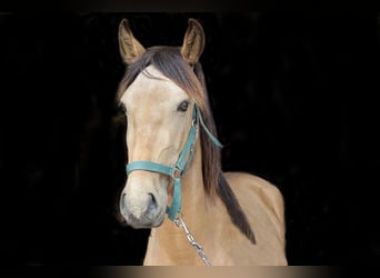 Andalusier, Wallach, 3 Jahre, 156 cm, Buckskin