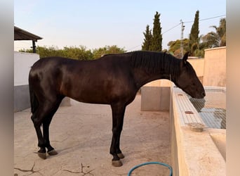 Andalusier, Wallach, 3 Jahre, 156 cm, Dunkelbrauner