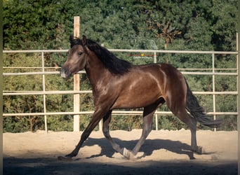 Andalusier, Wallach, 3 Jahre, 156 cm, Falbe