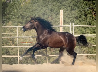 Andalusier, Wallach, 3 Jahre, 156 cm, Falbe