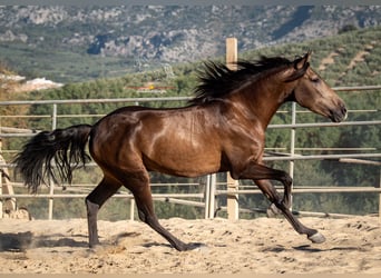 Andalusier, Wallach, 3 Jahre, 156 cm, Falbe