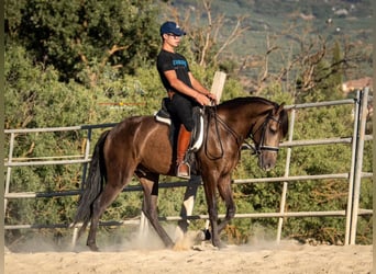 Andalusier, Wallach, 3 Jahre, 156 cm, Falbe