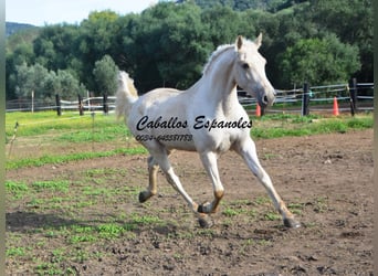 Andalusier, Wallach, 3 Jahre, 156 cm, Palomino