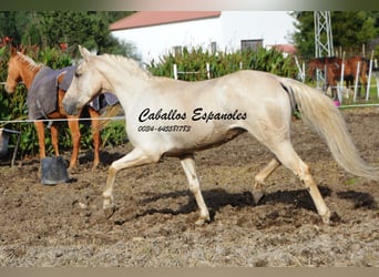 Andalusier, Wallach, 3 Jahre, 156 cm, Palomino