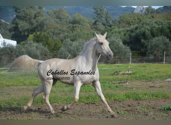 Andalusier, Wallach, 3 Jahre, 156 cm, Palomino