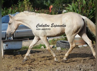 Andalusier, Wallach, 3 Jahre, 156 cm, Palomino