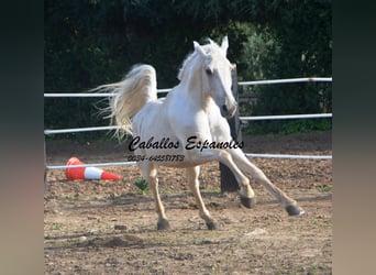 Andalusier, Wallach, 3 Jahre, 156 cm, Palomino