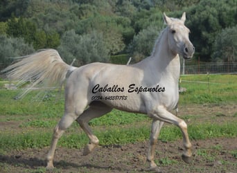 Andalusier, Wallach, 3 Jahre, 156 cm, Palomino
