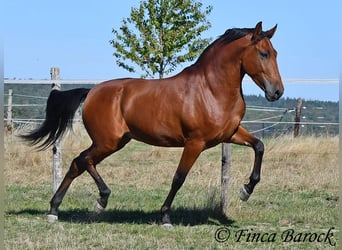Andalusier, Wallach, 3 Jahre, 157 cm, Brauner