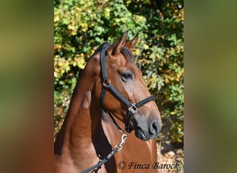 Andalusier, Wallach, 3 Jahre, 157 cm, Brauner