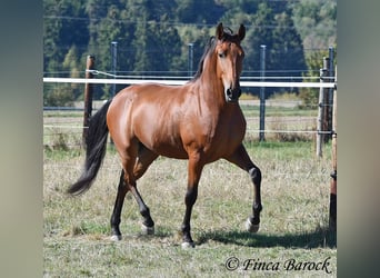 Andalusier, Wallach, 3 Jahre, 157 cm, Brauner