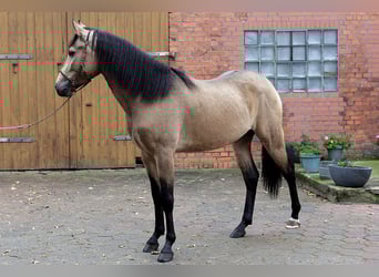 Andalusier, Wallach, 3 Jahre, 157 cm, Buckskin
