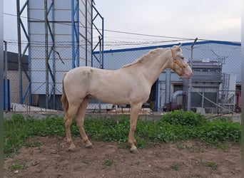Andalusier, Wallach, 3 Jahre, 157 cm, Cremello