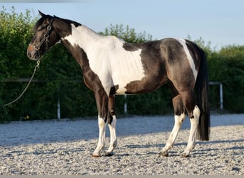 Andalusier, Wallach, 3 Jahre, 157 cm, Schecke