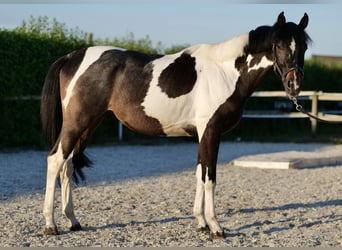 Andalusier, Wallach, 3 Jahre, 157 cm, Schecke