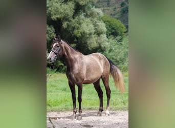 Andalusier, Wallach, 3 Jahre, 157 cm, Schimmel