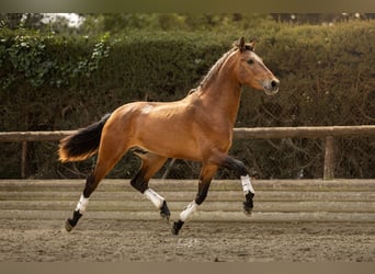 Andalusier, Wallach, 3 Jahre, 158 cm, Brauner