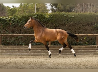 Andalusier, Wallach, 3 Jahre, 158 cm, Brauner