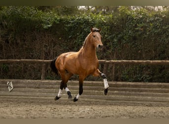 Andalusier, Wallach, 3 Jahre, 158 cm, Brauner