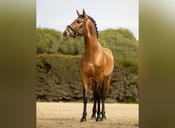 Andalusier, Wallach, 3 Jahre, 158 cm, Brauner