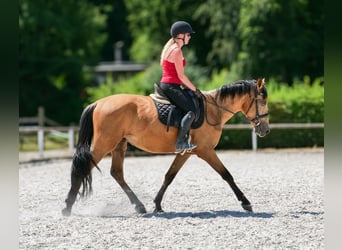 Andalusier, Wallach, 3 Jahre, 158 cm, Falbe