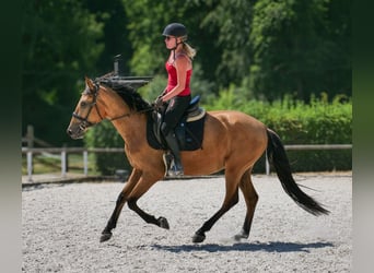 Andalusier, Wallach, 3 Jahre, 158 cm, Falbe