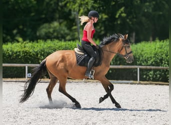 Andalusier, Wallach, 3 Jahre, 158 cm, Falbe