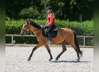 Andalusier, Wallach, 3 Jahre, 158 cm, Falbe
