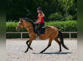 Andalusier, Wallach, 3 Jahre, 158 cm, Falbe