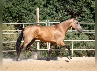 Andalusier, Wallach, 3 Jahre, 158 cm, Falbe
