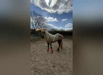 Andalusier Mix, Wallach, 3 Jahre, 158 cm, Palomino