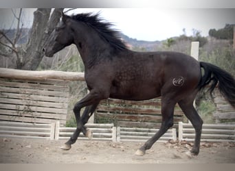 Andalusier, Wallach, 3 Jahre, 158 cm, Rappe